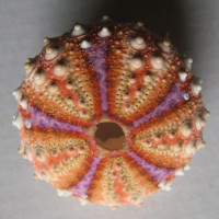 Coelopleurus longicollis 2) A. Agassiz & H.L. Clark, 1908